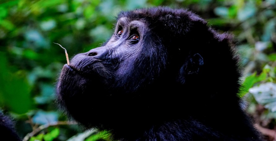 8 Days Great Apes of Uganda Safari