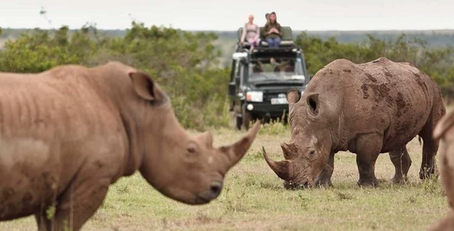 8days Uganda safari tour – Rhinos, Wildlife, Primates and Gorillas
